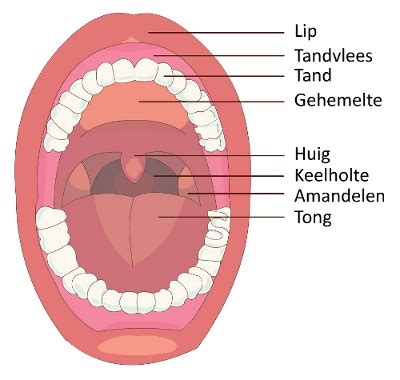 mond menselijk lichaam gezondheidspleinnl