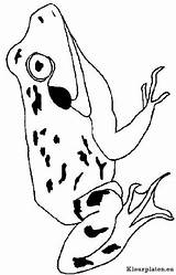 Kikkers Frosche Frogs Kikker Ausmalbilder Dieren Stemmen sketch template
