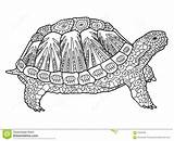 Tortue Tartaruga Adulti Vettore Degli Libro Vecteur Tortoise Adultes Turtle Disegno Marina Parfait Unico sketch template