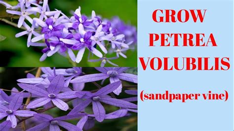grow  care petrea volubilis sandpaper vine nilmoni lata