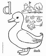 Coloring Sheldrake Designlooter Alphabet Duck Pages sketch template