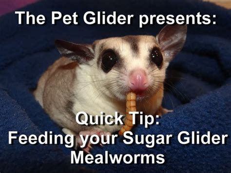 feed  sugar glider mealworms  lovely animals pinterest sugar gliders sugar
