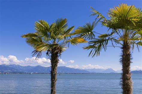 einwanderung exotischer arten palmen koennten bald  deutschland