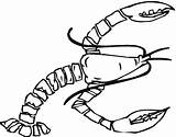 Aragosta Raki Kraby Kolorowanki Homards Shrimp Printmania sketch template