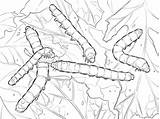 Seda Gusanos Colorare Silkworm Seta Cocoon Bicho Moth Bruchi Lagartas Disegno Caterpillars Insectos Oruga sketch template