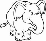 Disegni Colorare Elefante Elefanti Tigre Immagini Colora Squalo Colori Maestramary sketch template