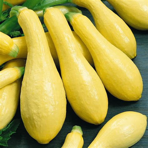 yellow summer squash early prolific straightneck seeds