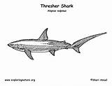 Coloring Shark Thresher Sharks Printing Exploringnature sketch template