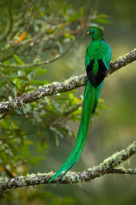 famous species  bird   male   colorful tail