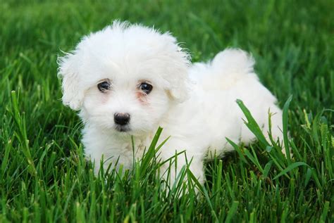 imagenes de perritos perrito tierno blanco