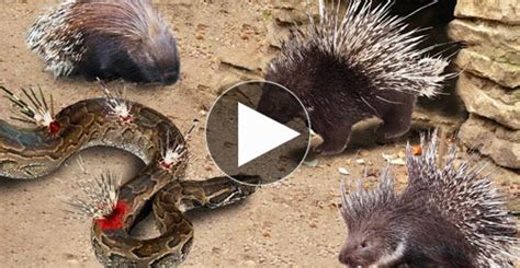 snake king cobra died  fighting  porcupine