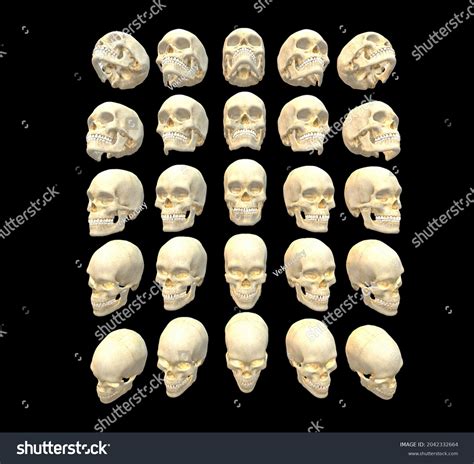 skull reference images stock   objects vectors