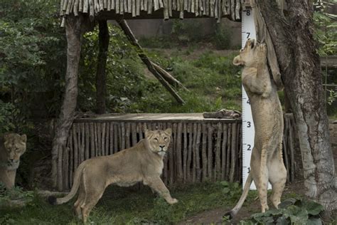 Watch Big Cat Rescue Lioness Kiss The Camera