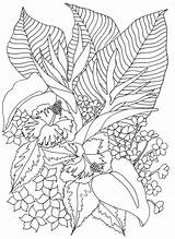 Coloring Tropical Pages Flowers Flower Adult Tropicalflowers Color Colouring Printable Sheets Happy Family Adults Plants Kids Leaves Fun Inspired Use sketch template