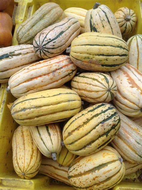 types  winter squash  healthy plant based vegan recipes plants rule