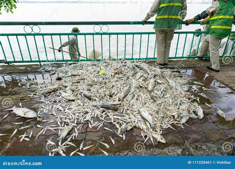 pile  dead fish laying  ground collected  polluted water stock image image  harmful