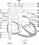 Heart Diagram Blood Blank Flow Human Body Worksheet Anatomy Mb Simple System Normal Circulatory Library Coloring Works Clipart Artery Circulation sketch template