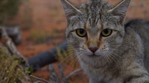 catastrophe feral cats  invaded    australia fox news