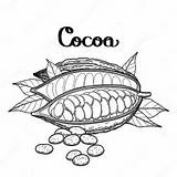 Cacao Colorare Disegno Frutta Kakaofrucht Graphique Coloriage Grafische Ispirazione Buccia Pagine Arance Stampabili Vecteur Beans Illustrationen sketch template