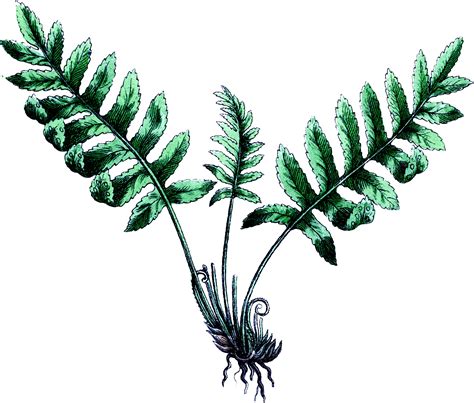 vintage botanical fern image  graphics fairy