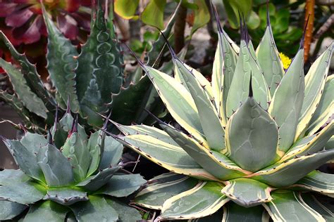 agave care guide surreal succulents