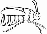 Bumble Avispas Abejas Abeja Bumblebee Chachipedia Clipartmag Kidsfree Volando Coloringhome sketch template
