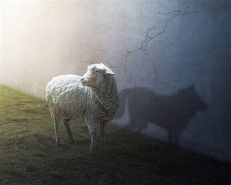 introducir  imagen lobos contra ovejas abzlocalmx