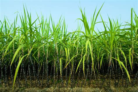 sugar cane worlds biggest source  sugar information  crops