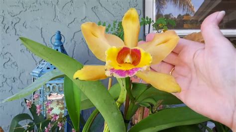 New Orchids From Florida Suncoast Orchids Youtube