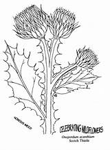 Thistle Coloring Scottish Drawing 790px 74kb Getdrawings sketch template