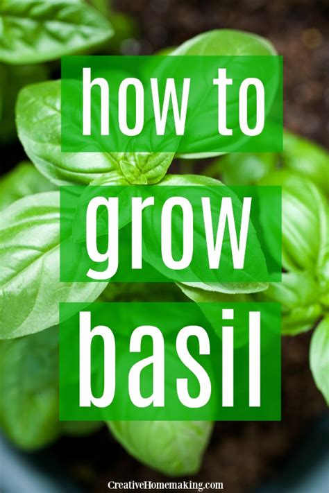 grow basil growing basil growing herbs  pots growing basil
