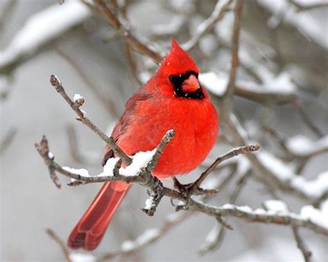 cardinal  winter scenes stevesphotos winter scenes