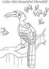 Hornbill Coloring Bale Hay Printable Kids Drawing Drawings Getdrawings 31kb sketch template