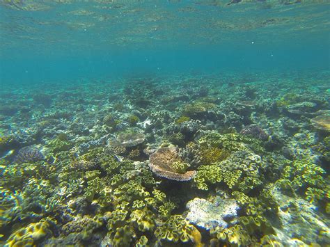 great barrier reef  lost   corals richard dawkins