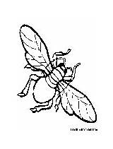 Housefly Coloring Pages Insects Fun sketch template