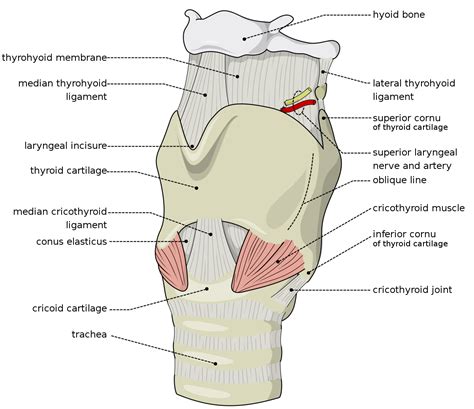 larynx wikipedia