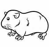 Guinea Pigs Colouring Printable Bestcoloringpagesforkids Easy sketch template