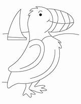 Puffin Coloring Seashore Popular Bird Coloringhome sketch template