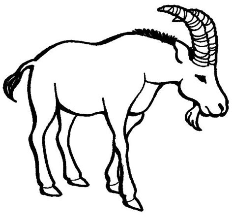 goat coloring pages color luna animal coloring pages