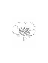 Buttercup Coloring Growing Flower Spring sketch template
