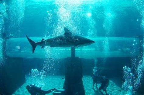 Water Slide Tunnel Through Shark Tank Picture Of