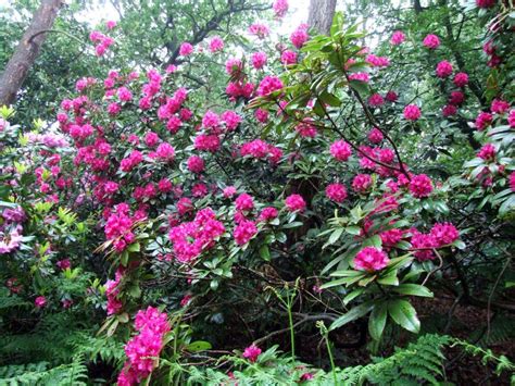 Cynthia Rhododendron Cynthia Glorious Smile Flowers Plants Plant