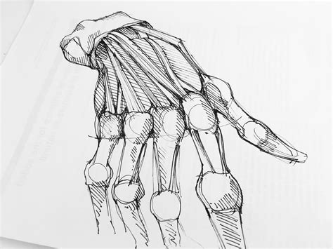 human anatomy sketches behance