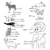 Animals Animal Groups Traits Coloring Body Category Prairie sketch template