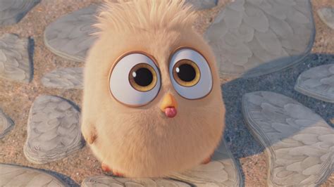 hatchling   angry birds  hd movies  wallpapers images