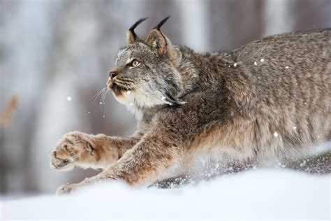 These Two Angry Yelling Lynx Are Probably Fighting About Sex Fox News