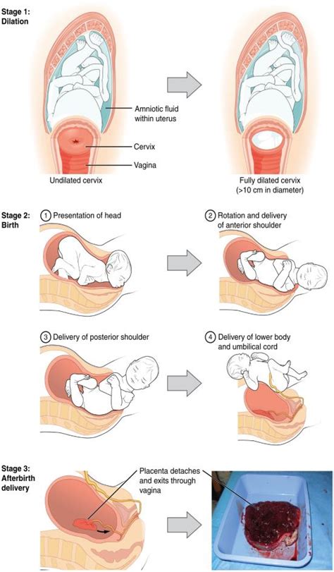 Stages Of Birth For Vaginal Delivery Lifespan Development