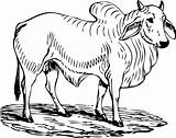 Ox Brahman Brahma Cattle Stier Boi Ausmalbild Mammal Angus Coloring Hereford Picpng Webstockreview Sonstige Malvorlage Clipground Toro I2clipart Clipartist Needpix sketch template