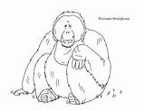 Orangutan Coloring Bornean Draw Subject sketch template