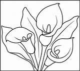 Coloring Calla Anthurium Pages Lily Flowers Lilies Kala Flower Template Designlooter Cala Planse Printables Drawings 226px 77kb Sketch 49kb 208px sketch template